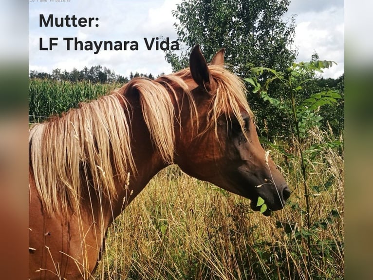 Vollblutaraber Wallach 3 Jahre 150 cm Rappe in Hallbergmoos