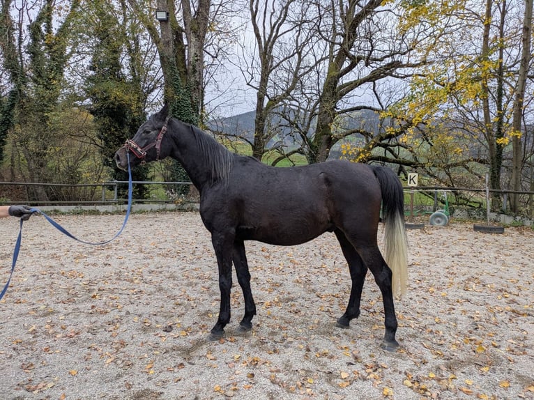 Vollblutaraber Wallach 3 Jahre 150 cm Schimmel in Horben
