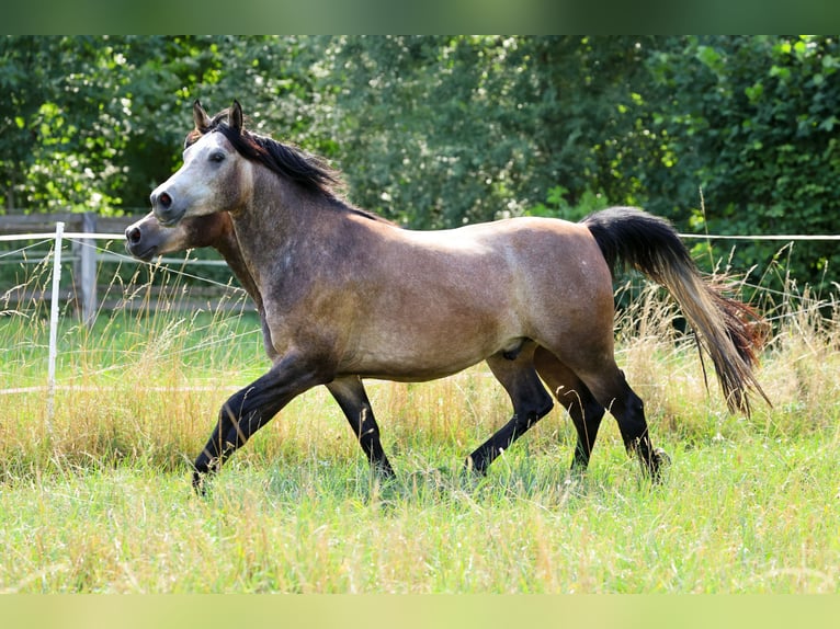 Vollblutaraber Wallach 3 Jahre 152 cm Schimmel in Ammerbuch