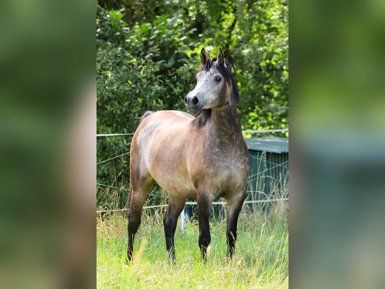 Vollblutaraber Wallach 3 Jahre 152 cm Schimmel in Ammerbuch