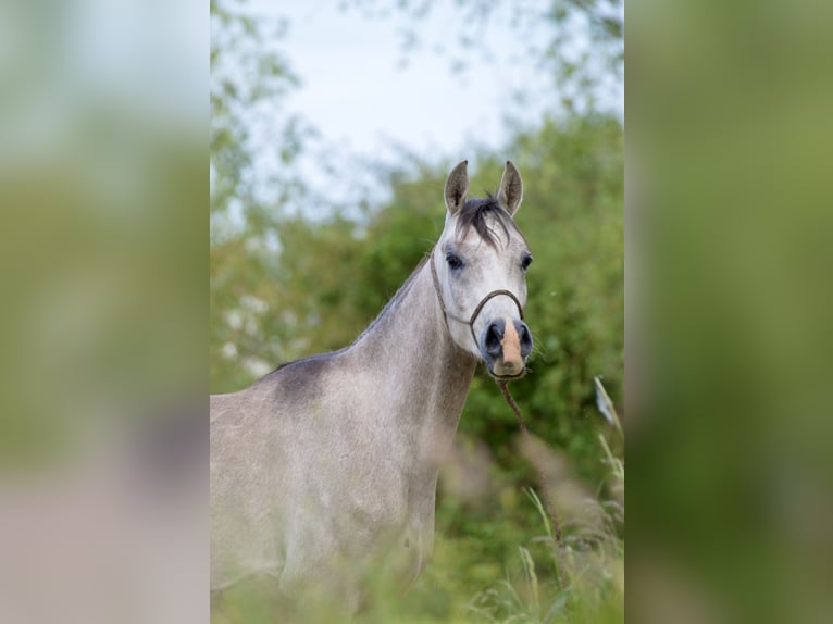 Vollblutaraber Wallach 3 Jahre 152 cm Schimmel in Meinersen