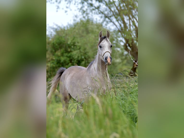 Vollblutaraber Wallach 3 Jahre 152 cm Schimmel in Meinersen