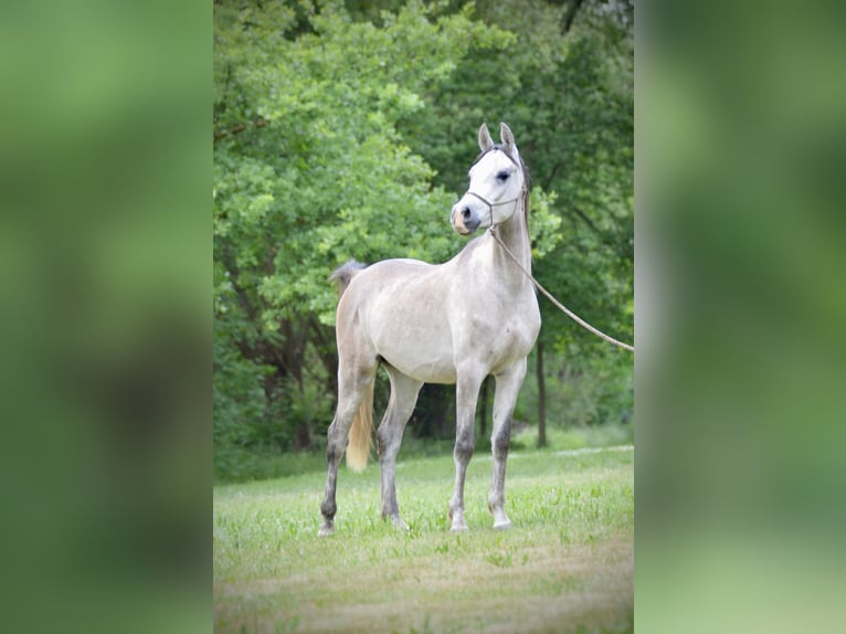 Vollblutaraber Wallach 3 Jahre 152 cm Schimmel in Meinersen