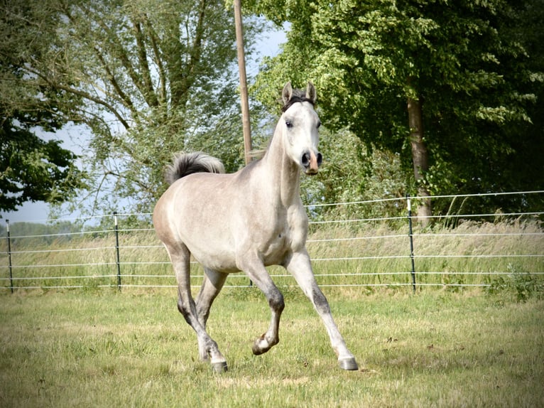 Vollblutaraber Wallach 3 Jahre 152 cm Schimmel in Meinersen