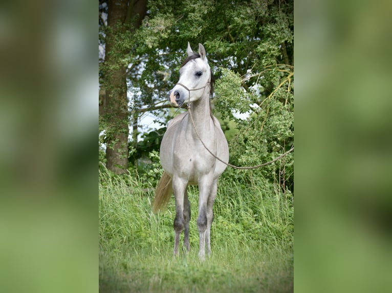 Vollblutaraber Wallach 3 Jahre 152 cm Schimmel in Meinersen