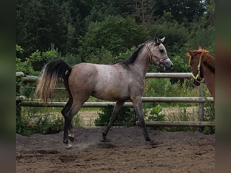 Vollblutaraber Wallach 3 Jahre 152 cm Schimmel in Prath