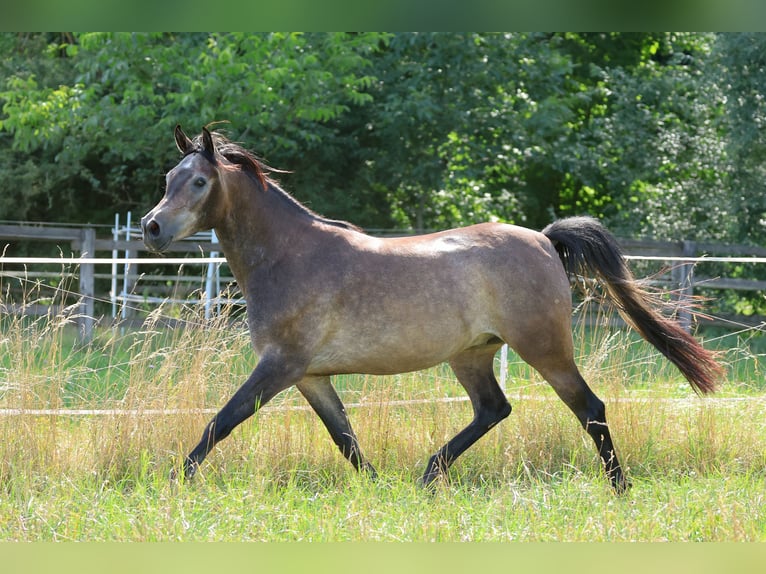 Vollblutaraber Wallach 3 Jahre 154 cm Schimmel in Ammerbuch