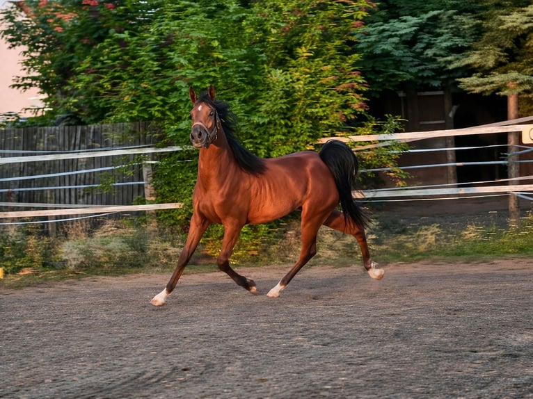 Vollblutaraber Wallach 3 Jahre 155 cm Brauner in Reisenberg