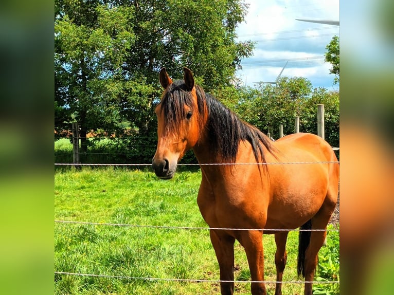 Vollblutaraber Mix Wallach 3 Jahre 155 cm Brauner in Bredstedt
