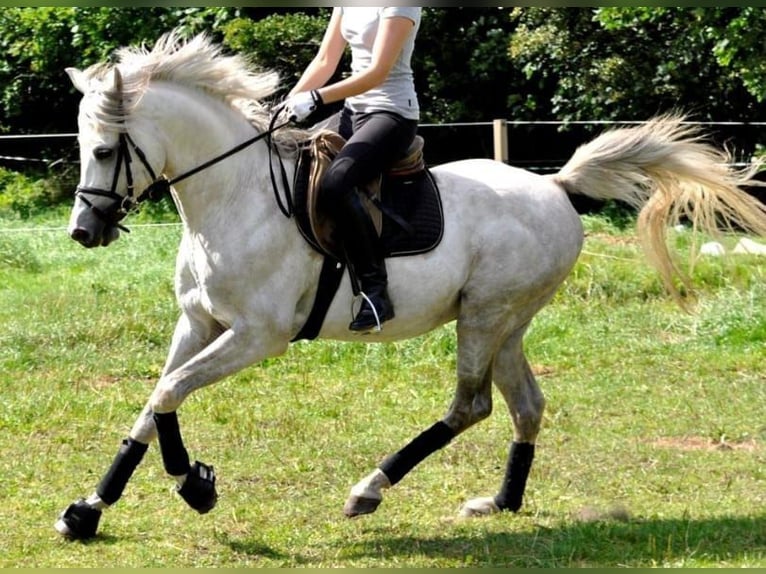 Vollblutaraber Mix Wallach 3 Jahre 155 cm Brauner in Bredstedt