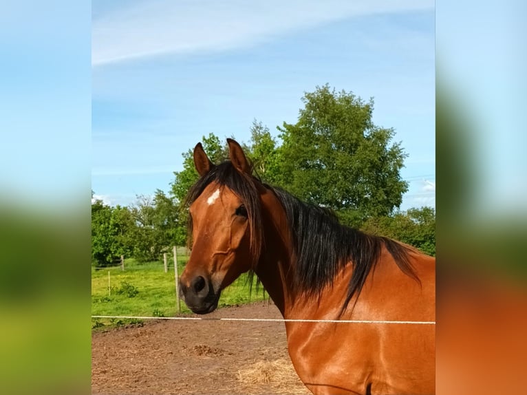 Vollblutaraber Mix Wallach 3 Jahre 155 cm Brauner in Bredstedt