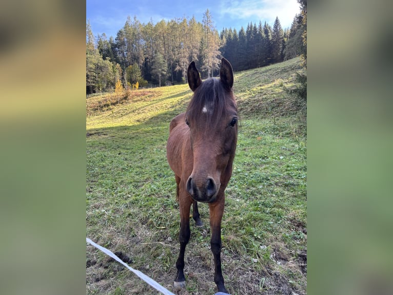 Vollblutaraber Wallach 3 Jahre 155 cm Brauner in Karres