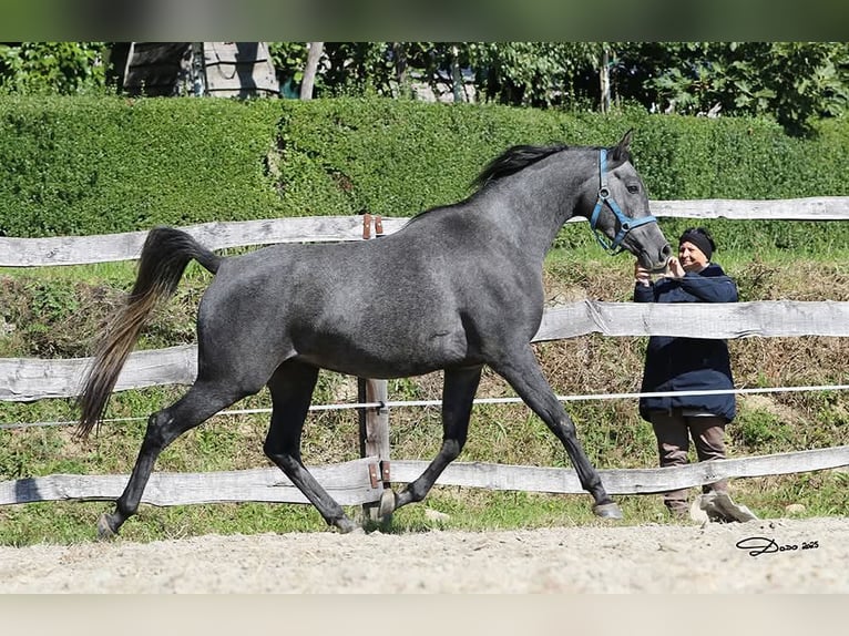Vollblutaraber Wallach 3 Jahre 155 cm Schimmel in Koprivnica Vollblutaraber Wallach 3 Jahre 155 cm Schimmel in Koprivnica