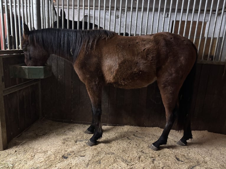 Vollblutaraber Wallach 3 Jahre 156 cm Brauner in Karres