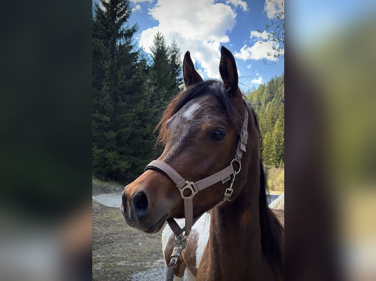 Vollblutaraber Wallach 3 Jahre 156 cm Brauner in Karres