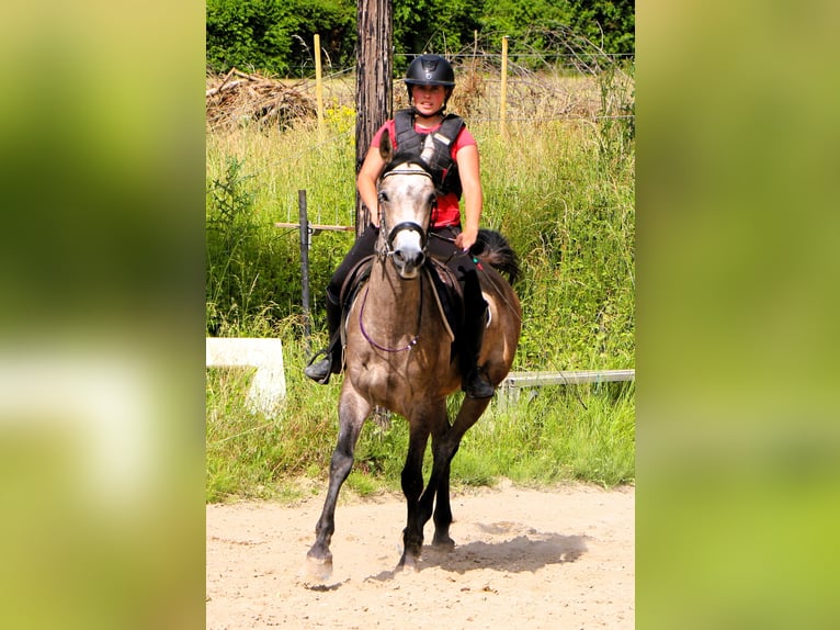 Vollblutaraber Wallach 3 Jahre 159 cm Braunfalbschimmel in Kehl