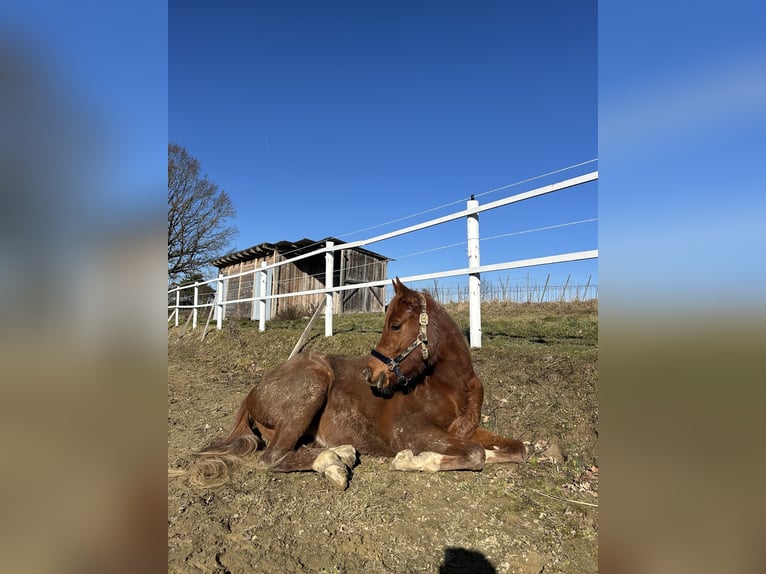 Vollblutaraber Wallach 3 Jahre 160 cm Fuchs in Wolfersdorf
