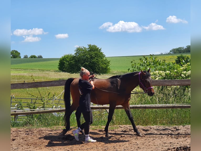 Vollblutaraber Wallach 4 Jahre 148 cm Dunkelbrauner in RosenbergRosenberg