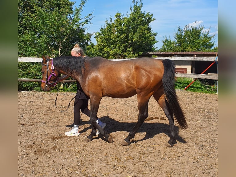 Vollblutaraber Wallach 4 Jahre 148 cm Dunkelbrauner in RosenbergRosenberg