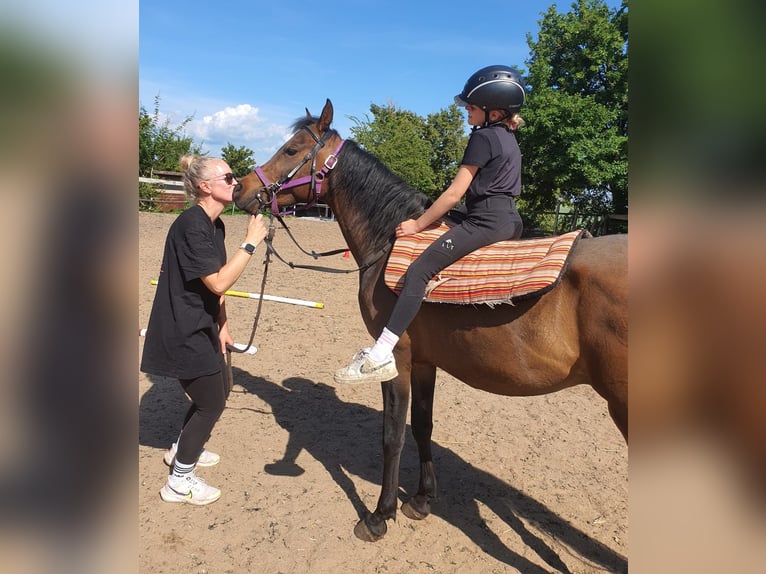 Vollblutaraber Wallach 4 Jahre 148 cm Dunkelbrauner in RosenbergRosenberg