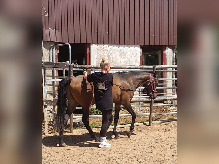 Vollblutaraber Wallach 4 Jahre 148 cm Dunkelbrauner in RosenbergRosenberg