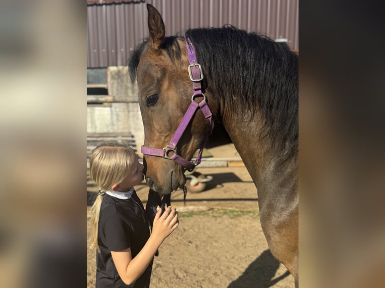 Vollblutaraber Wallach 4 Jahre 148 cm Dunkelbrauner in RosenbergRosenberg