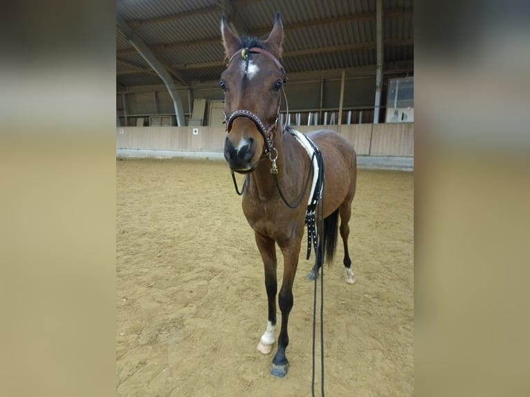 Vollblutaraber Wallach 4 Jahre 150 cm Brauner in Baltringen
