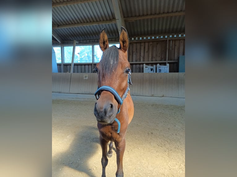 Vollblutaraber Wallach 4 Jahre 150 cm Brauner in Baltringen