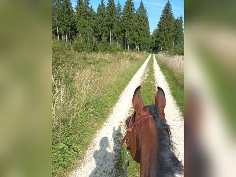 Vollblutaraber Wallach 4 Jahre 150 cm Brauner in Baltringen