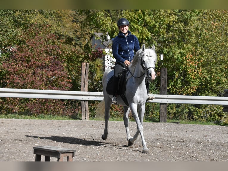Vollblutaraber Wallach 4 Jahre 150 cm Fliegenschimmel in Arnstorf