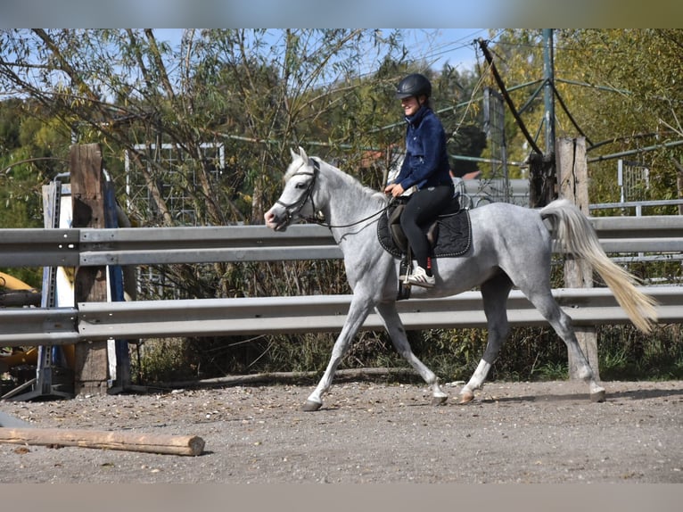 Vollblutaraber Wallach 4 Jahre 150 cm Fliegenschimmel in Arnstorf