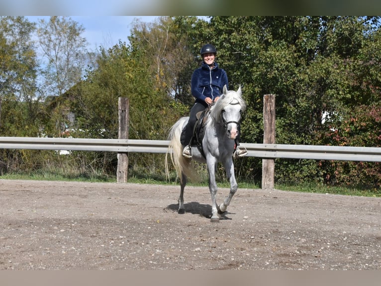 Vollblutaraber Wallach 4 Jahre 150 cm Fliegenschimmel in Arnstorf