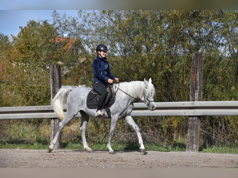 Vollblutaraber Wallach 4 Jahre 150 cm Fliegenschimmel in Arnstorf
