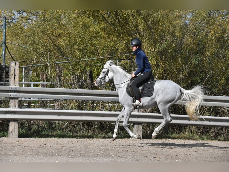 Vollblutaraber Wallach 4 Jahre 150 cm Fliegenschimmel in Arnstorf