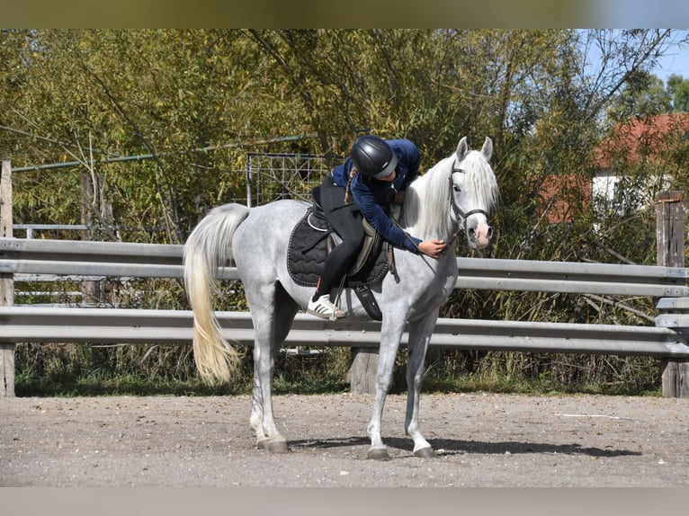 Vollblutaraber Wallach 4 Jahre 150 cm Fliegenschimmel in Arnstorf