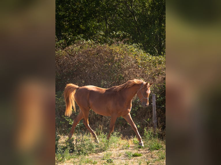 Vollblutaraber Wallach 4 Jahre 150 cm Rotfuchs in Chaponost