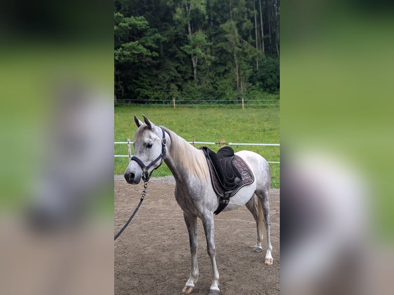 Vollblutaraber Wallach 4 Jahre 150 cm Schimmel in Amtzell