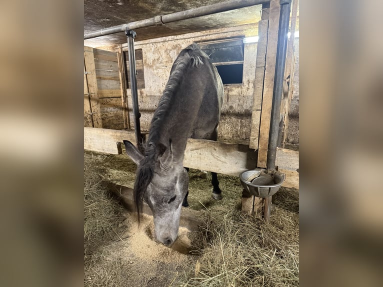 Vollblutaraber Wallach 4 Jahre 150 cm Schimmel in Kozje