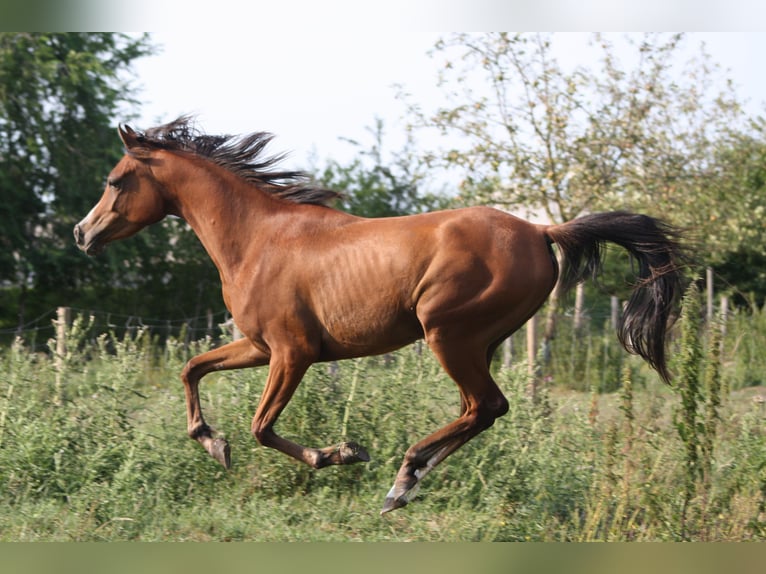 Vollblutaraber Wallach 4 Jahre 152 cm Brauner in Torhout