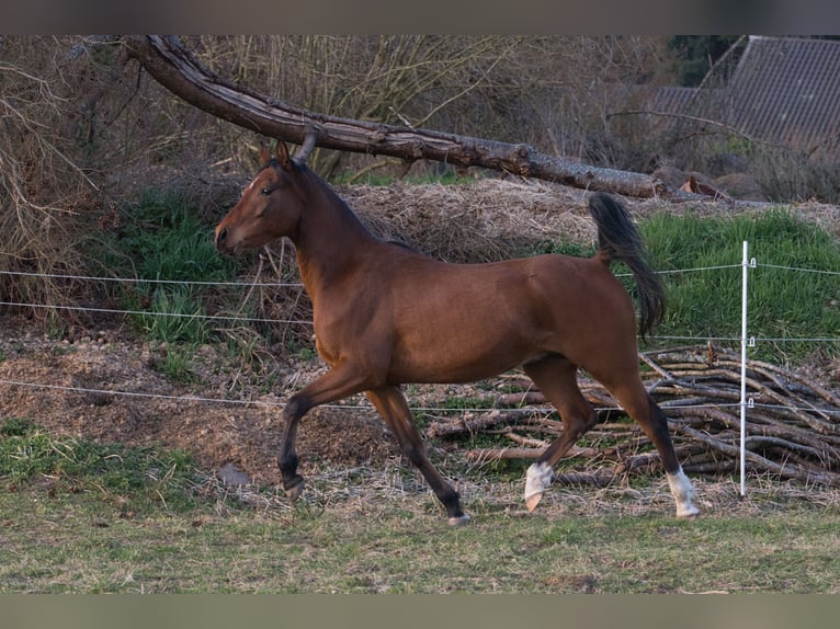 Vollblutaraber Wallach 4 Jahre 152 cm Brauner in Spiesen-Elversberg