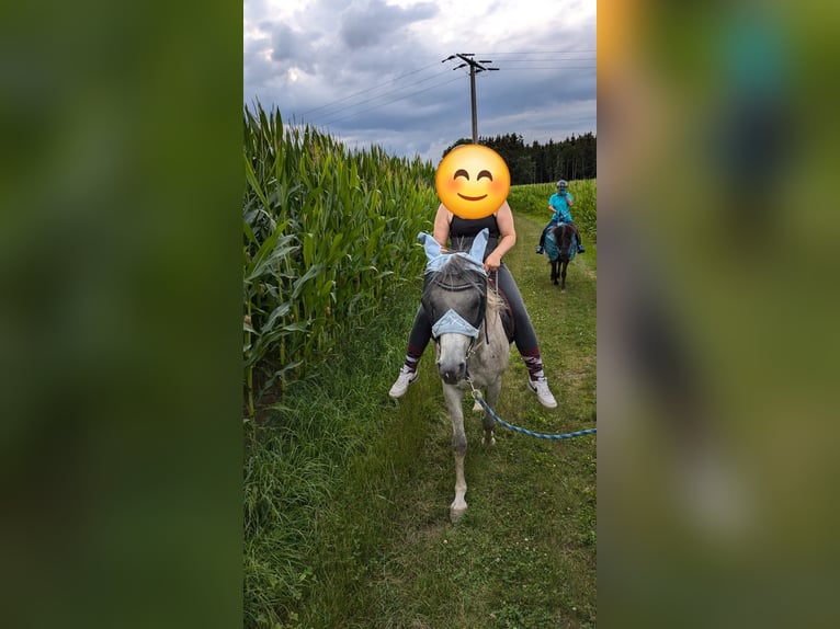 Vollblutaraber Wallach 4 Jahre 152 cm Schimmel in Hohenpolding