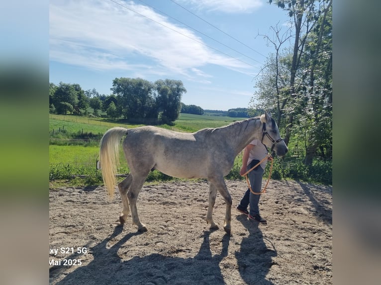 Vollblutaraber Wallach 4 Jahre 152 cm Schimmel in Hohenpolding