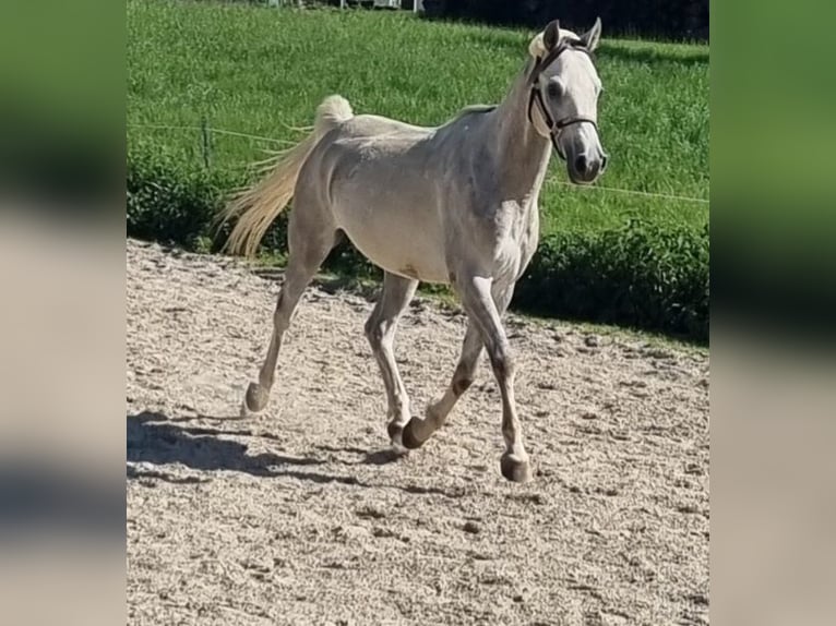 Vollblutaraber Wallach 4 Jahre 152 cm Schimmel in Hohenpolding
