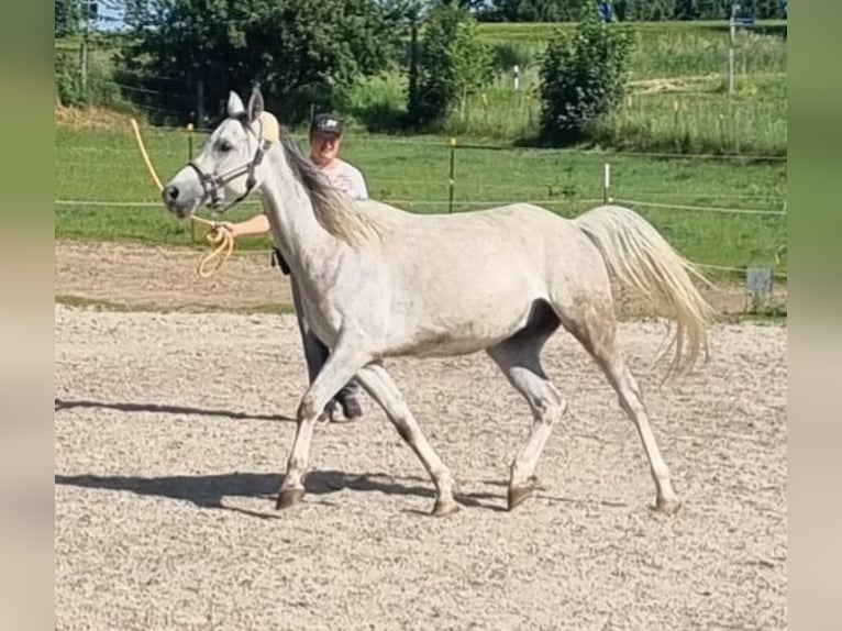 Vollblutaraber Wallach 4 Jahre 152 cm Schimmel in Hohenpolding