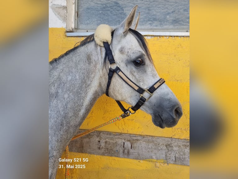 Vollblutaraber Wallach 4 Jahre 152 cm Schimmel in Hohenpolding