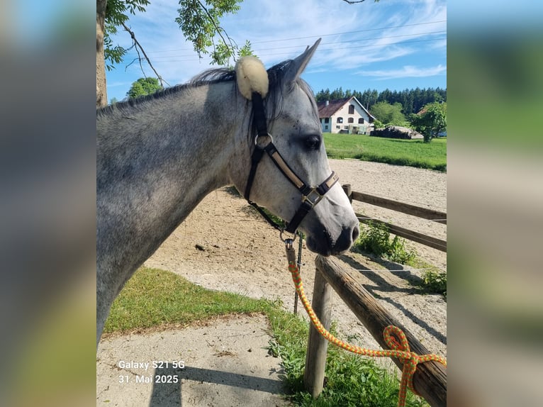 Vollblutaraber Wallach 4 Jahre 152 cm Schimmel in Hohenpolding