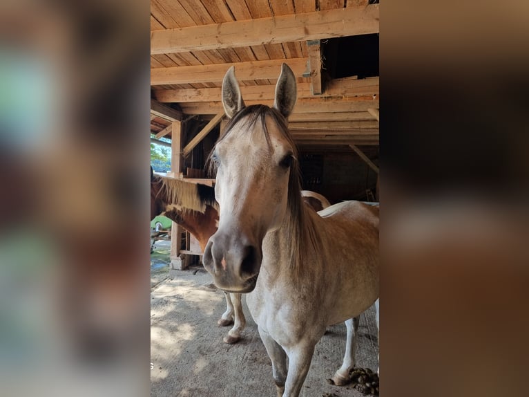 Vollblutaraber Wallach 4 Jahre 152 cm Schimmel in Hohenpolding
