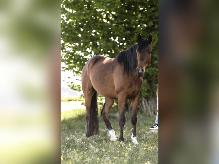 Vollblutaraber Wallach 4 Jahre 153 cm Brauner in Massing