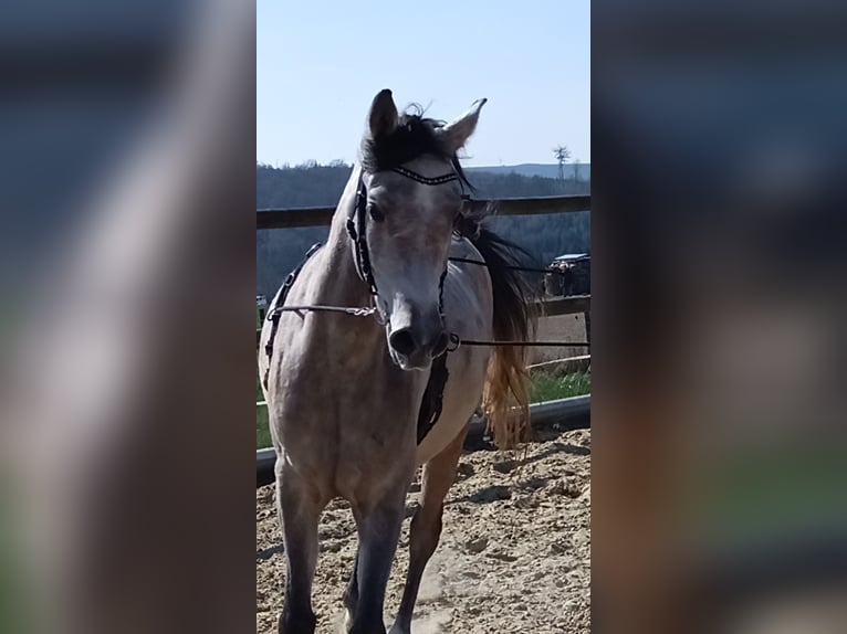 Vollblutaraber Wallach 4 Jahre 153 cm Braunfalbschimmel in Emmelshausen