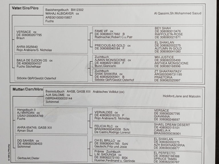 Vollblutaraber Wallach 4 Jahre 153 cm Braunfalbschimmel in Emmelshausen